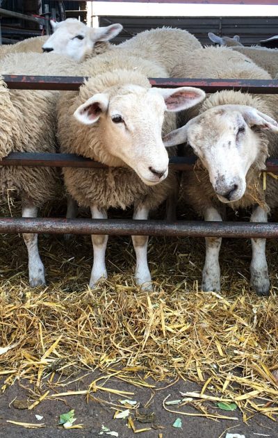 flock-sheep-standing-animal-pen