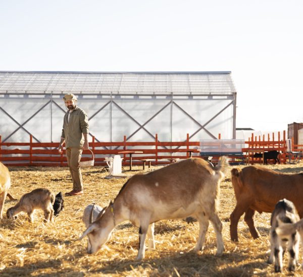 goats-farm-sunny-day
